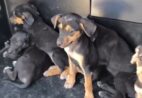 Sete filhotes são encontrados abandonados em rodovia de Cachoeiro