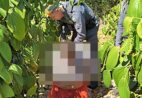 Homem que matou esposa de 28 anos é preso em plantação no ES