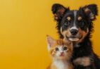 Mimoso do Sul realiza mutirão de castração para 100 cães e gatos
