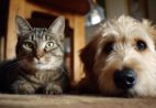 Mutirão de castração vai atender 100 animais em Mimoso do Sul