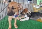 Quer adotar um pet? Feira da Bondade terá feirinha de adoção neste fim de semana