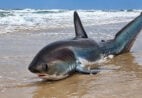 VÍDEO | Tubarão é encontrado por banhistas em praia de Itapemirim
