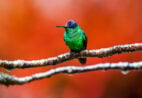 Biodiversidade capixaba vira tema de exposição fotográfica com exibição até 1º de novembro