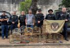 Canários, coleiros e patativa são resgatados de cativeiro no Espírito Santo