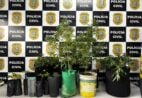 Polícia encontra estufa com 15 pés de maconha dentro de imóvel no ES