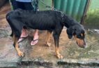 Hotel para cães é alvo de fiscalização e homem acaba preso em Guarapari