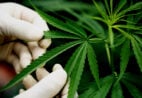 Cannabis medicinal: o que ainda falta definir na regulamentação