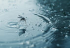 Mudanças climáticas favorecem crescimento de doenças transmitidas por mosquitos