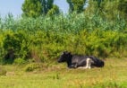 Vaca dá à luz trigêmeos em São Mateus e surpreende produtor