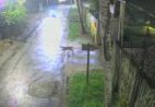 VÍDEO | Animal parecido com onça-parda é visto em rua de Cachoeiro