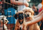 Quer adotar um pet? Feira reúne animais prontos para ganhar um novo lar