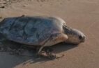 Tartaruga-cabeçuda perde caminho do mar, vai parar em calçada e é resgatada em Anchieta
