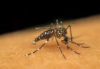 Aedes aegypti: quase metade dos municípios está em alerta ou risco