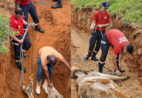 Bombeiros fazem operação para salvar vaca presa há três dias em Guaçuí