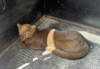 Animal raro é encontrado debilitado perto de rodovia capixaba