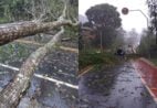 Temporal derruba árvores e interdita estradas em Venda Nova do Imigrante