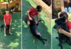 De abandonada na rodovia a dona do pedaço: conheça Pretinha, a primeira estrela do Meu Pet Aqui
