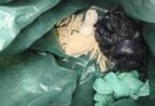 Polícia apreende cocaína e prende três em Jerônimo Monteiro
