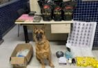 Cão da PM encontra mais de 8 kg de maconha, crack e munições em casa no ES