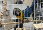 Arara e papagaio são encontrados em cativeiro irregular após denúncia no ES