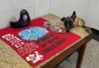 Cadela policial Kyara encontra mais de 450 porções de drogas em Cachoeiro