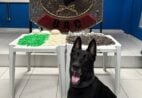 Debaixo de colchão e dentro de bueiro: cães encontram milhares de drogas no ES