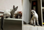 Gato Mingau desaparece em Cachoeiro e tutora pede ajuda para encontrá-lo