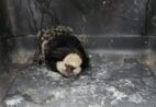 Moradora encontra sagui machucado em casa e aciona Guarda Municipal no Espírito Santo
