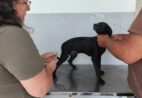 Cachoeiro oferece vacina V8 gratuita para cães; saiba como conseguir